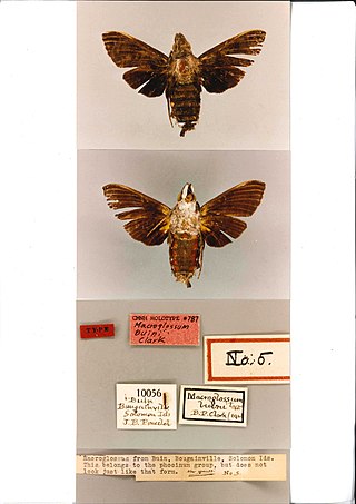 <i>Macroglossum buini</i> Species of moth