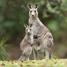 Photo en pied de deux kangourous.