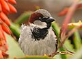 Male House Sparrow (2).jpg