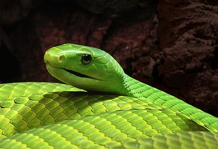 Dendroaspis angusticeps (Eastern Green Mamba)