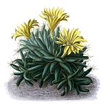 Mammillaria longimamma