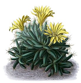Nystyräsyyläkaktus (Mammillaria longimamma).