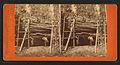 Mammoth tree Fresno Co. Cal, from Robert N. Dennis collection of stereoscopic views.jpg
