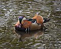 Thumbnail for File:Mandarin Duck in Pond near Main Driveway, Trent Park, Cockfosters - geograph.org.uk - 5356258.jpg