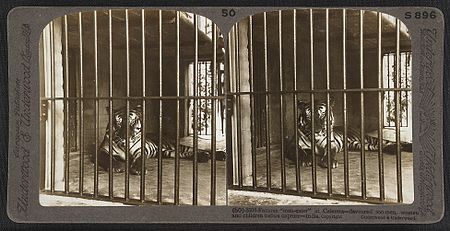 That time someone had a pet tiger in Harlem