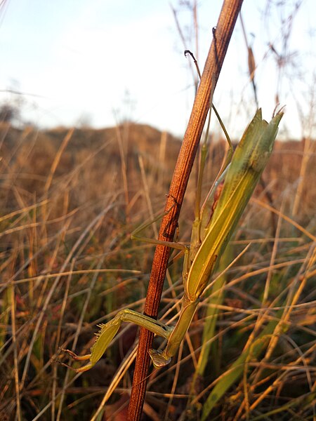 File:Mantis religiosa sl1.jpg