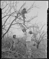 Manzanar Relocation Center, Manzanar, California. Trees are being trimed and the brush cleared from . . . - NARA - 536877.tif