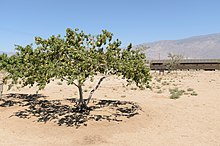 Manzanar Manzanar September 2016 003.jpg