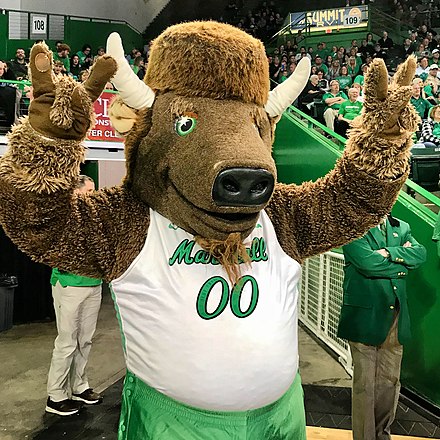 Marco the Bison, the mascot for Marshall University.