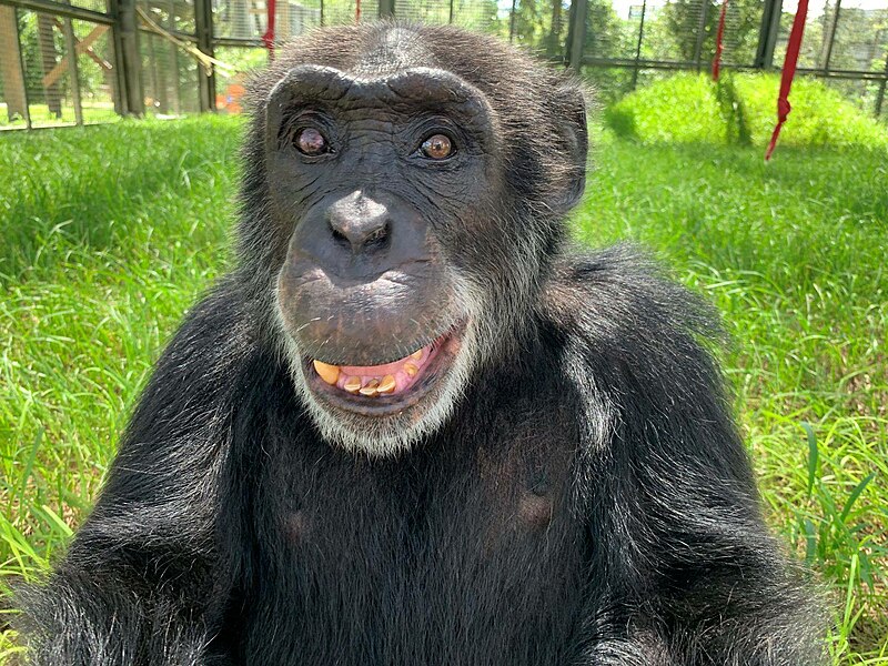 File:Marco the chimpanzee at the Center for Great Apes.jpg
