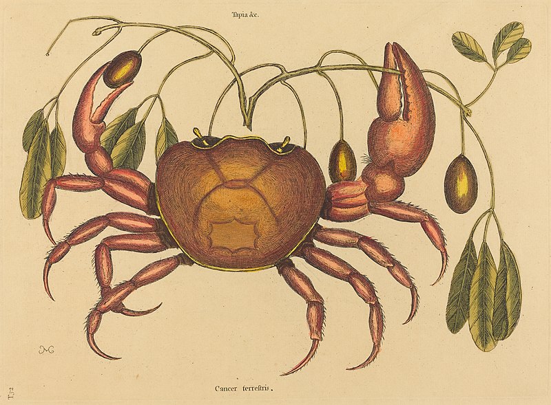 File:Mark Catesby, The Land-crab (Cancer ruricola), published 1731-1743, NGA 73662.jpg