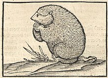The earliest known engraving of Marmota marmota (Sebastian Munster's Cosmography or Description of the World, 1545) Marmota marmota (Cosmpgraphia, Munster).jpg