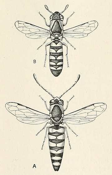 Masarinae