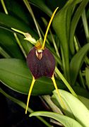 Masdevallia bicolor