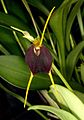 Masdevallia bicolor flower