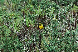 Masked Mountain-Tanager (Buthraupis wetmorei) 2015-06-11 (14) (25456185167).jpg