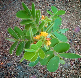 Mata-pasto (espécie Senna obtusifolia) nas primeiras semanas de vida.