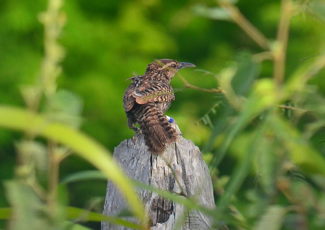 Campylorhynchus yucatanicus