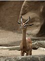 Zsiráfnyakú gazella bika