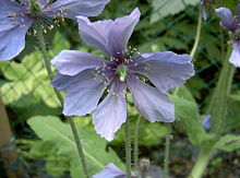 Meconopsis horridula.JPG