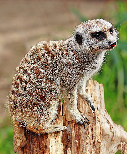 File:Meerkat - melbourne zoo.jpg