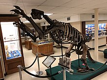 A skeleton of M. jeffersonii on display in the Orton Geological Museum. This skeleton was mounted in 1896. Megalonyx jeffersonii (1).jpg