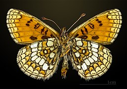 Male underside