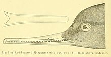 Detàggio da tésta do M. serrator (Amos W. Butler: A catalogue of the birds of Indiana. 1891)