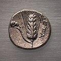 Metapontion - 400 BC - silver stater - barley ear and ram´s head - München AS