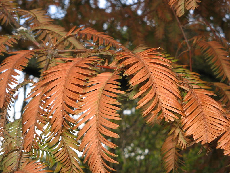 File:Metasequoia fall03.jpg