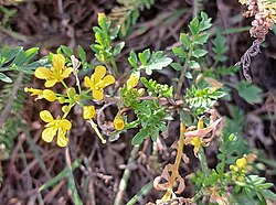 Metskerss Rorippa sylvestris