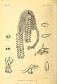 Microsaccus griffithii (as syn. Microsaccus brevifolius) in vol. 3 plate 225: Bogor & Kebun Raja Icones Bogorienses Leiden (1897-1914)