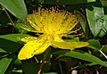 * Nomination Rose of Sharon (Hypericum Calycinum), flower, garden, France. --JLPC 18:19, 18 August 2012 (UTC) * Promotion Really nice clear quality picture. --Danesman1 19:06, 18 August 2012 (UTC)