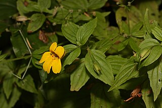 <i>Erythranthe dentata</i> Species of flowering plant