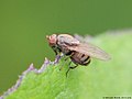 Minettia fasciata (Fallén, 1826)