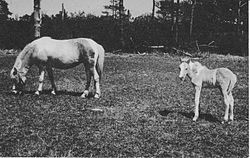 Image illustrative de l’article Misty of Chincoteague