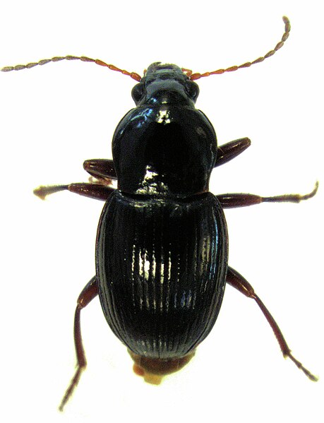 File:Molopsida polita male.jpg