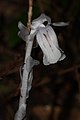 Monotropa uniflora