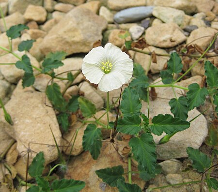 Monsonia_emarginata