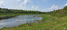 A beaver lodge in a slough