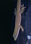 Morondava Day Gecko (Phelsuma hielscheri) (9582544800).jpg