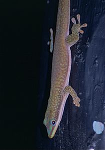 Gecko diurne de Morondava (Phelsuma hielscheri) (9582544800) .jpg