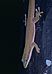 Morondava Day Gecko (Phelsuma hielscheri) (9582544800) .jpg