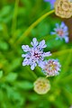 Mourningbride (Scabiosa atropurpurea).