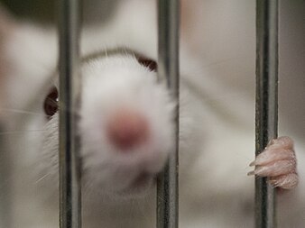 Mouse in a cage.jpg