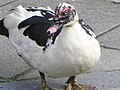 Possible Muscovy Duck
