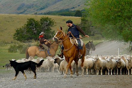 Gauchos mustering sheep in Patagonia