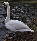 Cygne tuberculé