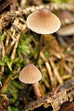 Thumbnail for Mycena flavescens