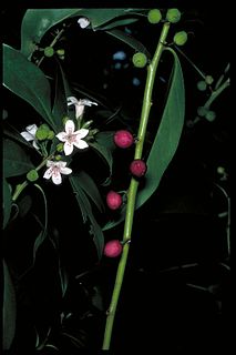 <i>Myoporum obscurum</i>